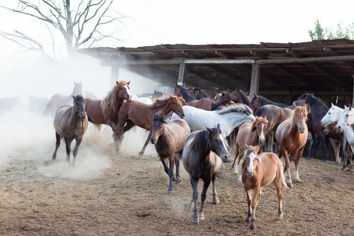 How to Start Horse Farming in 10 Steps