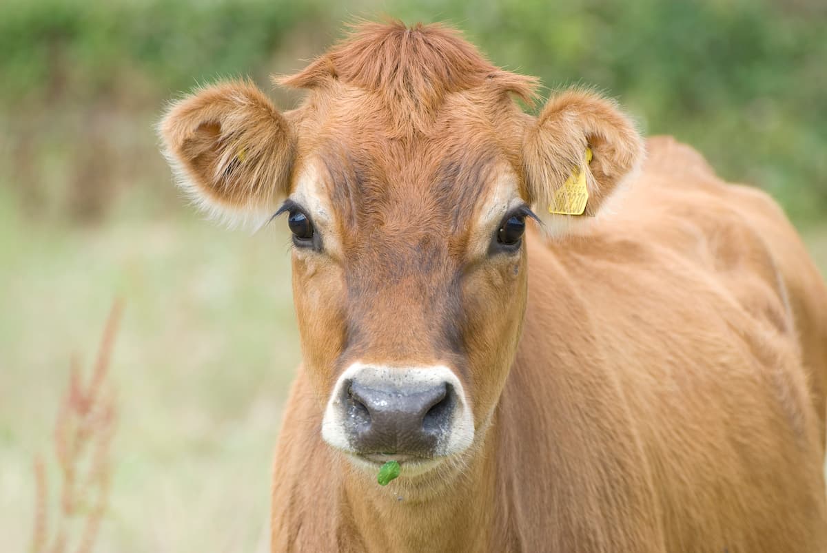 How to Start Jersey Cow Farming in 10 Steps