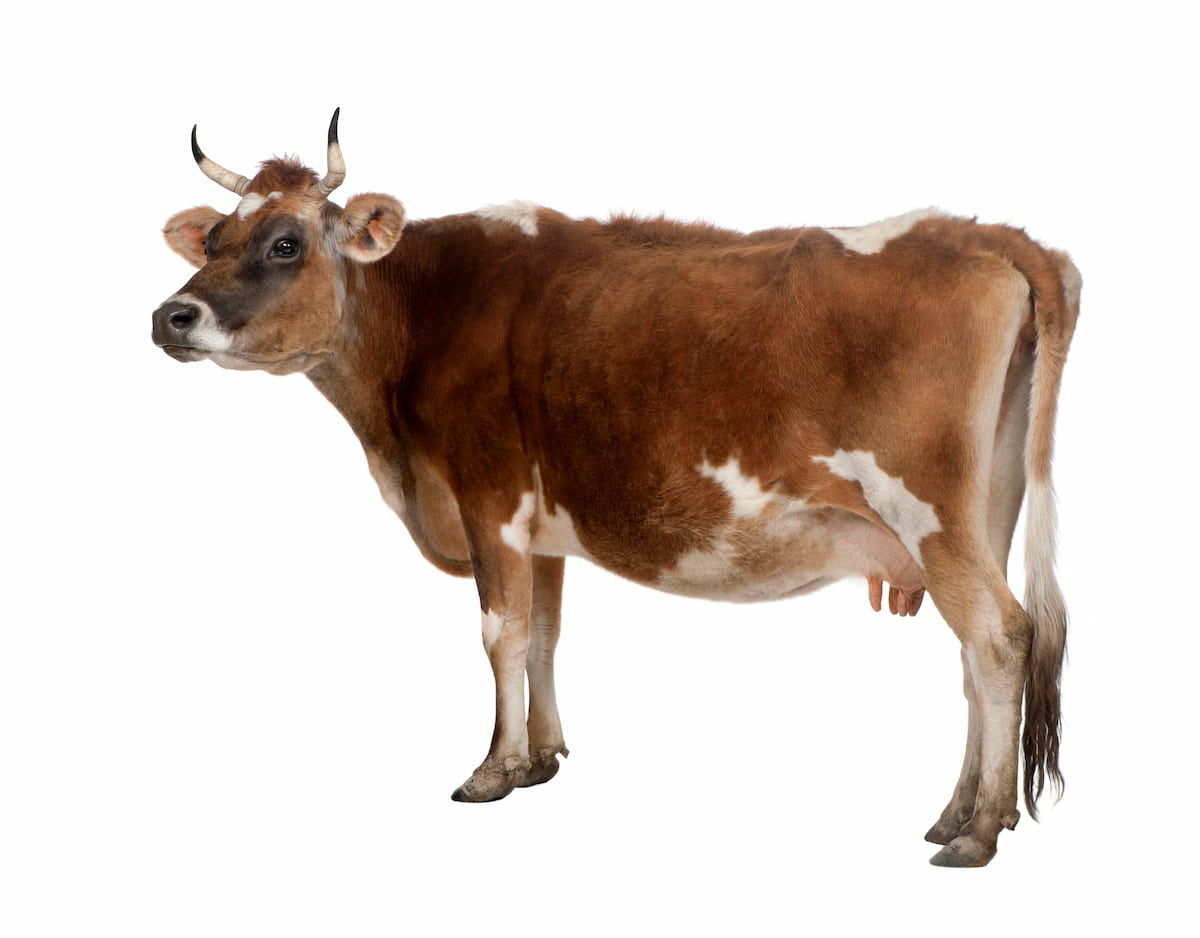 Side View of A Brown Jersey Cow