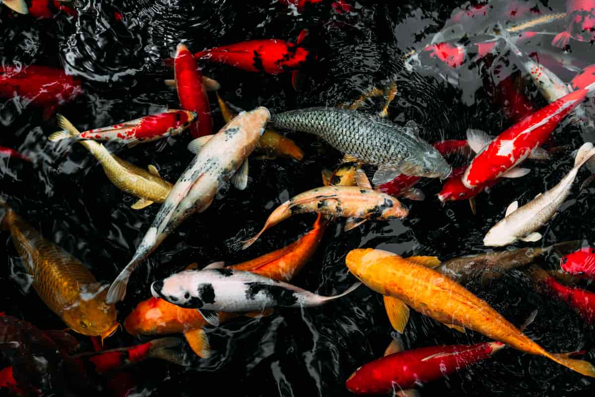 How to Start Koi Carp Fish Farming