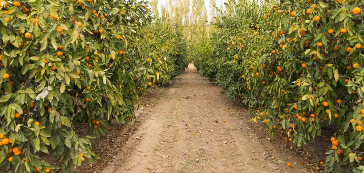 How to Start Orange Farming in the USA