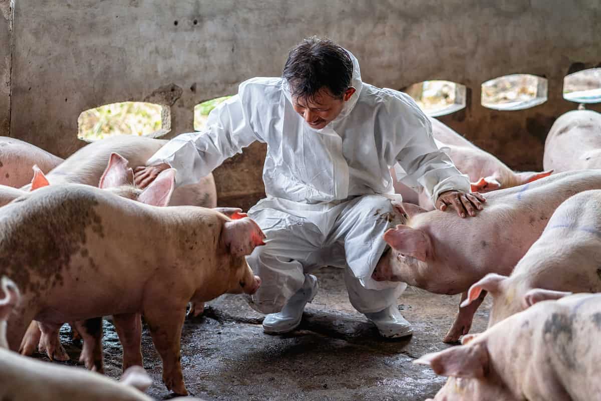 How to Start Pig Farming in 10 Steps