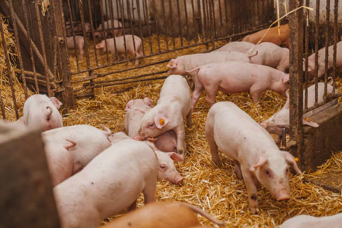 Pigs and Piglets in Barn