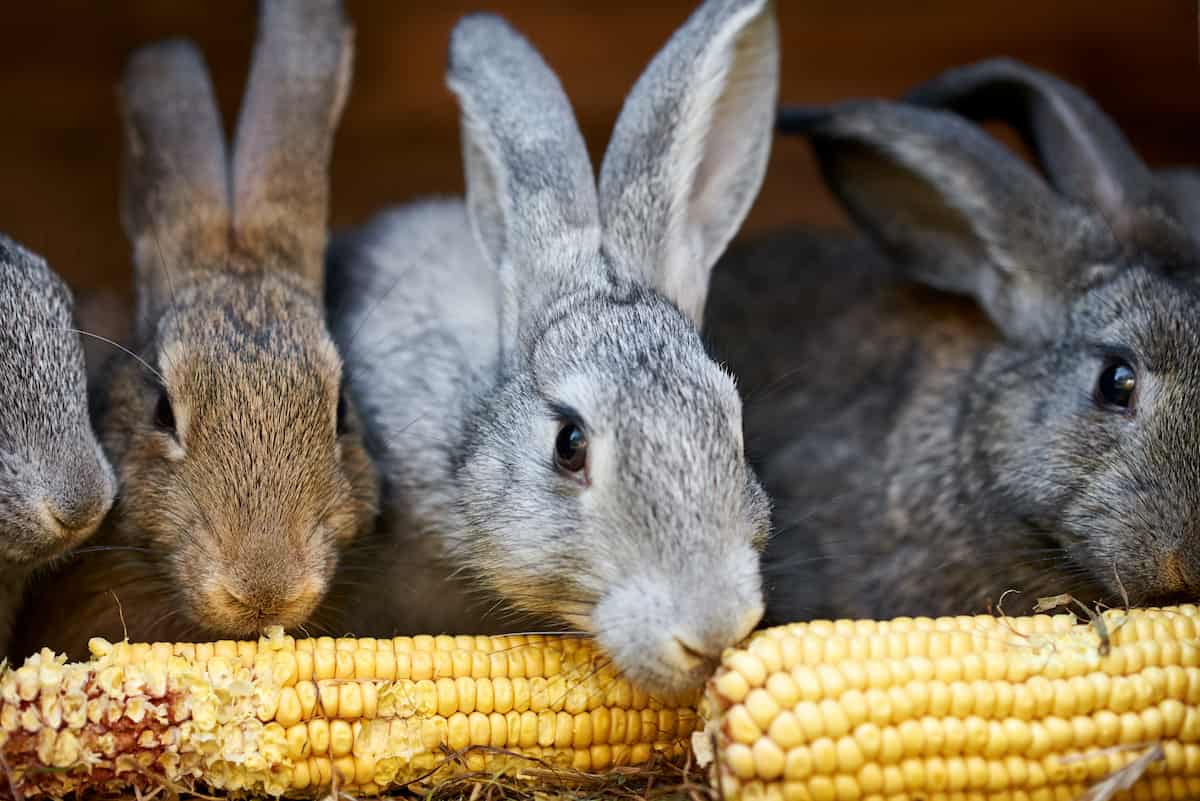 How to Start Rabbit Farming in 10 Steps