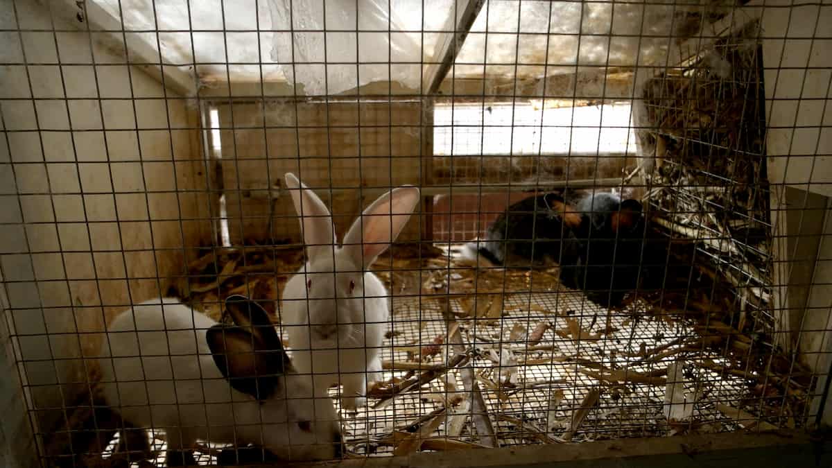 Rabbits in Cage