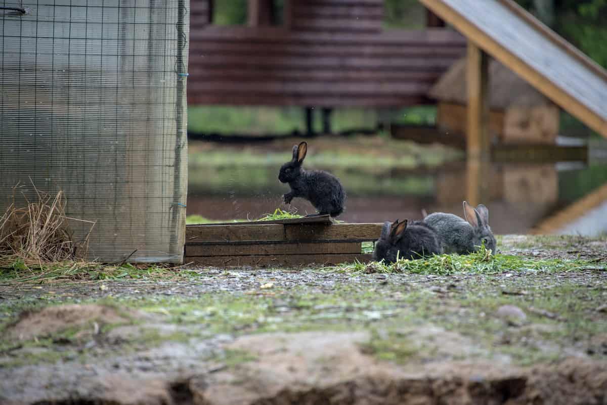 Black Rabbit Farming