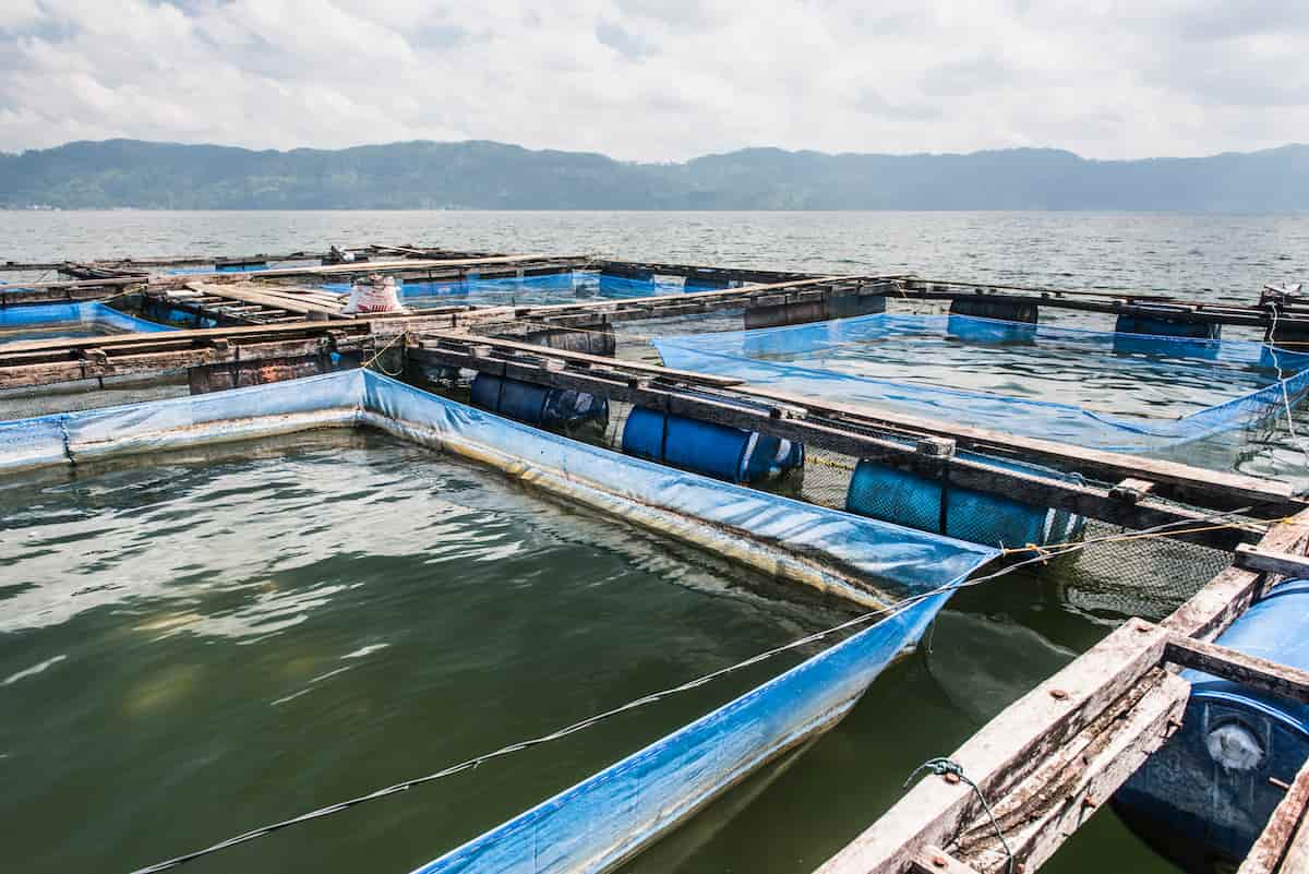 How to Start Rohu Fish Farming in 10 Steps