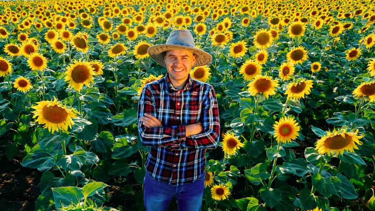 Sunflower Plantation