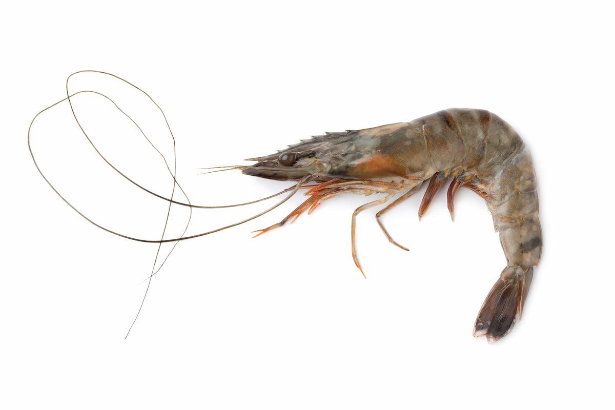 How to Start Tiger Prawn Farming in 10 Steps