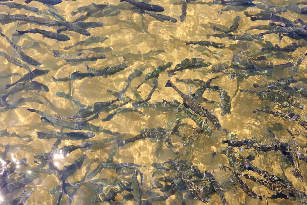 How to Start Trout Farming in 10 Steps