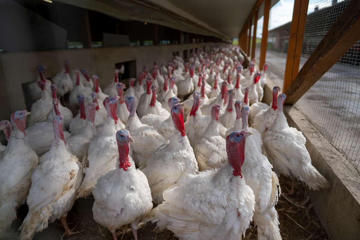 How to Start Turkey Farming in the USA