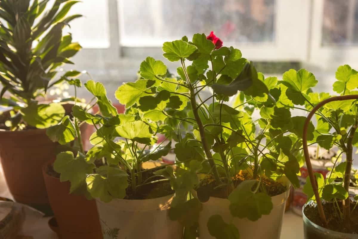 Frequently Asked Questions About Indoor Gardening