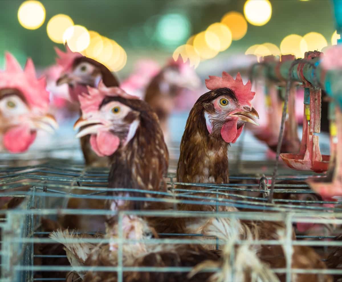 How to Start Layer Chicken Farming in 10 Steps