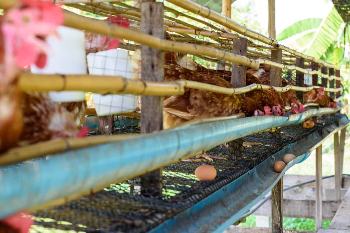 Layer Chicken Farming