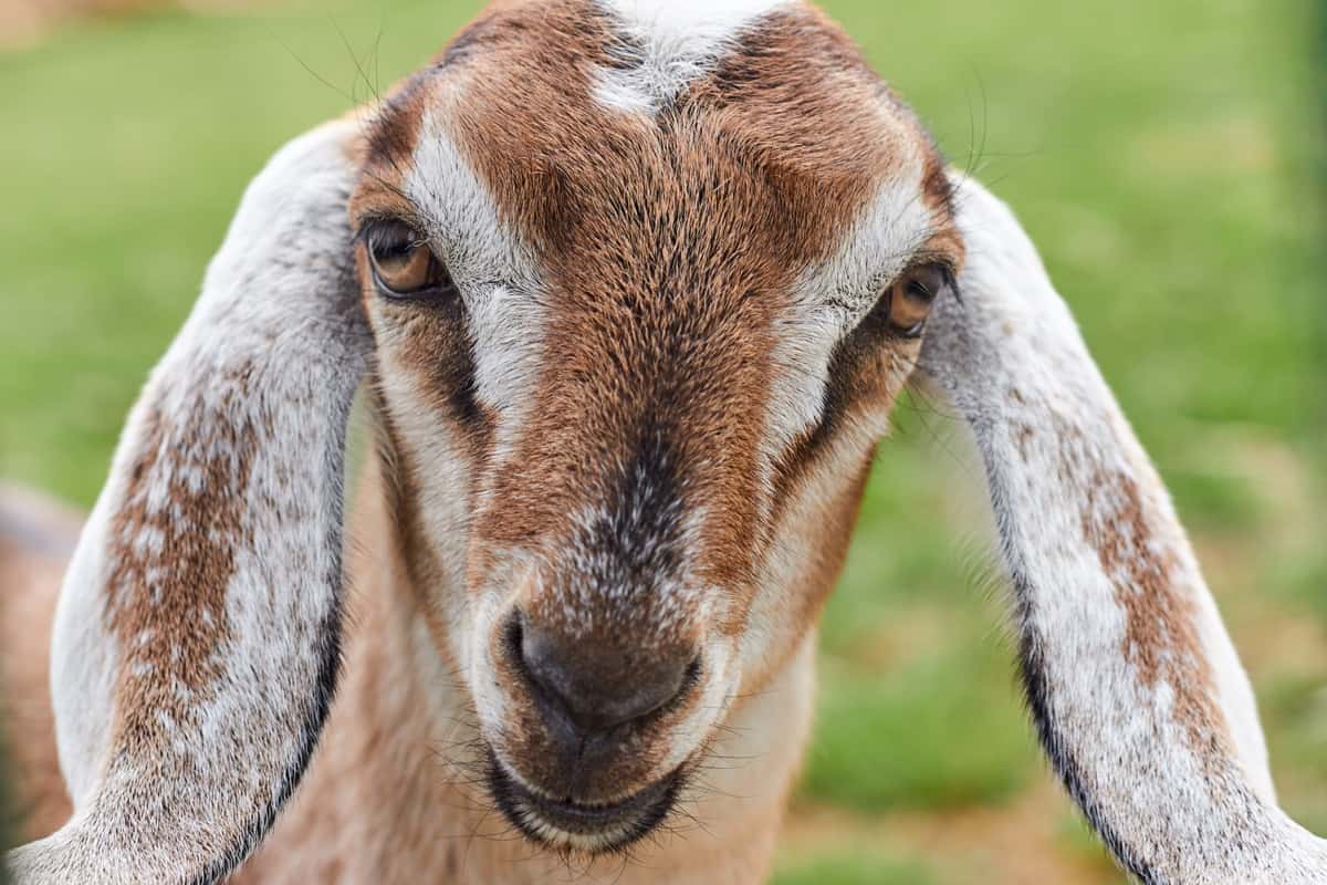 Tellicherry Goat