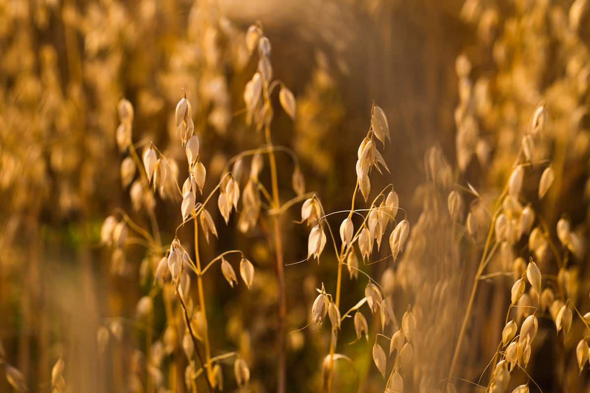 Oats Production Guide: A Step-By-Step Cultivation Practices