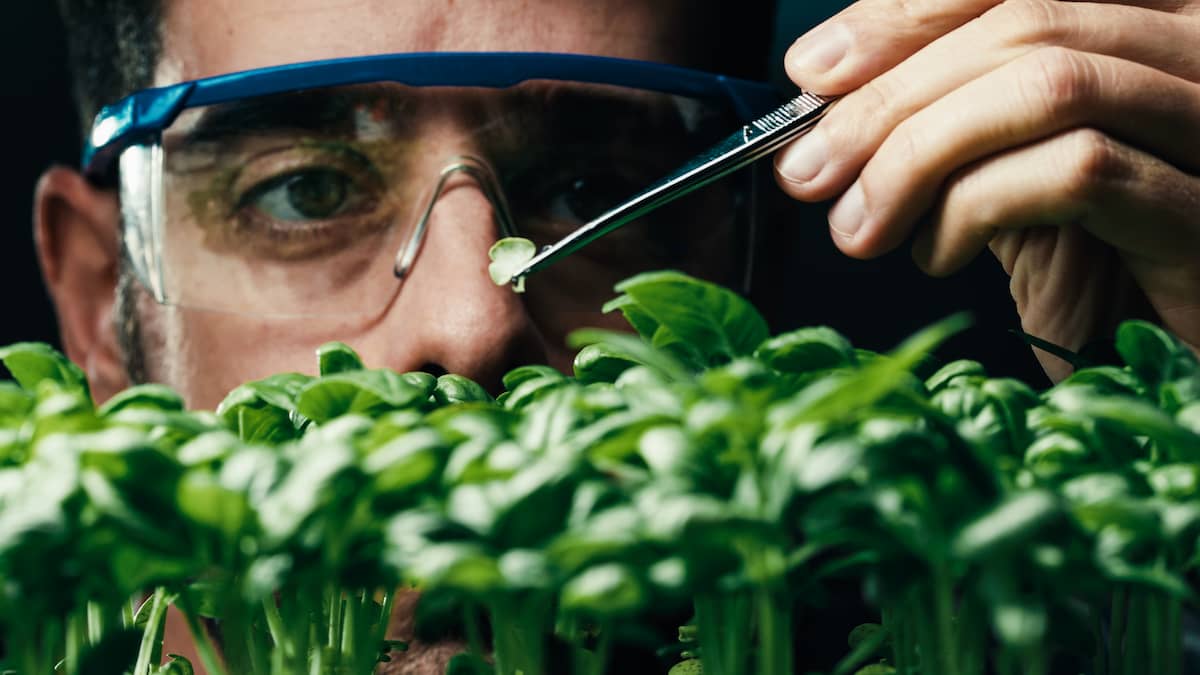 Biologist Studying Plant Growth
