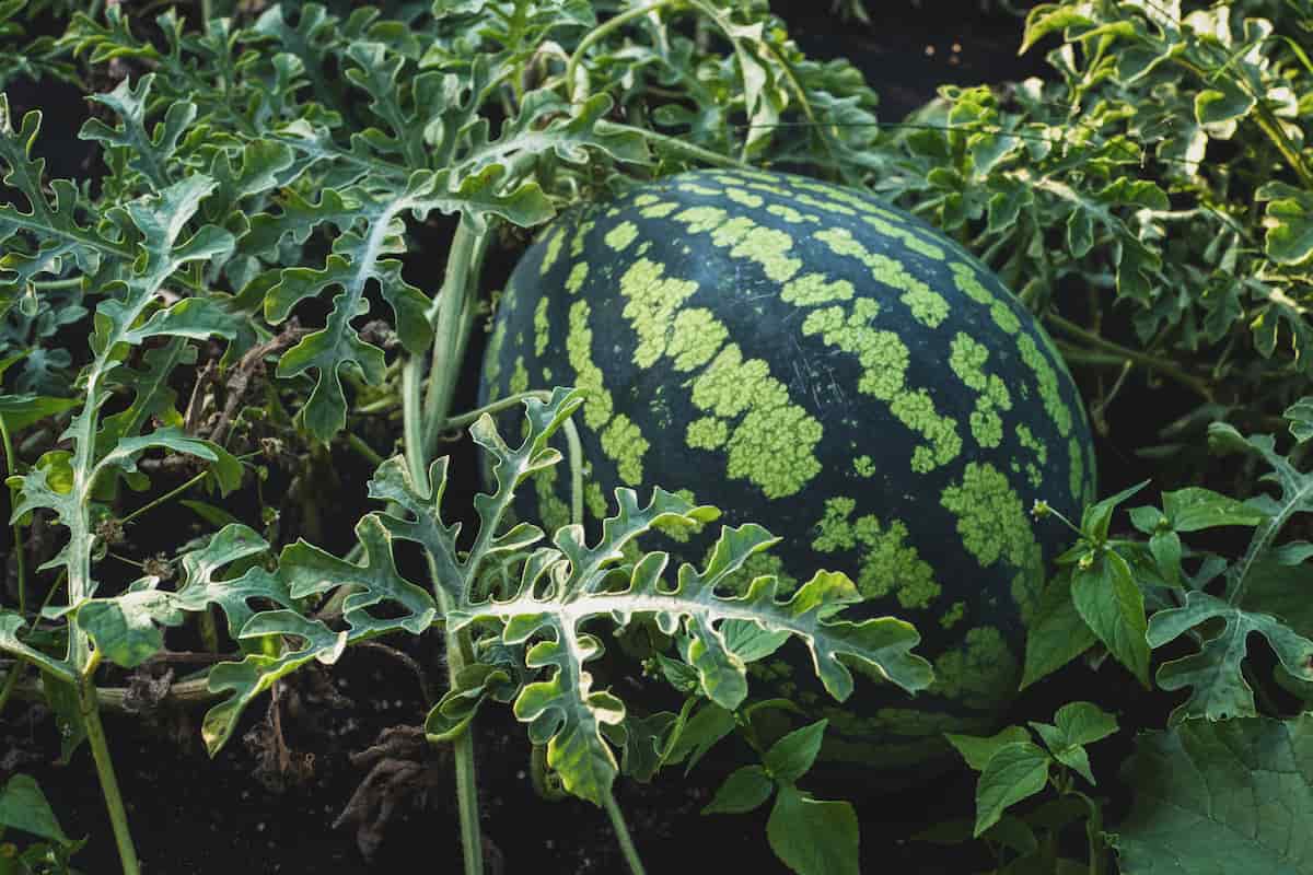 Seedless Watermelon Farming