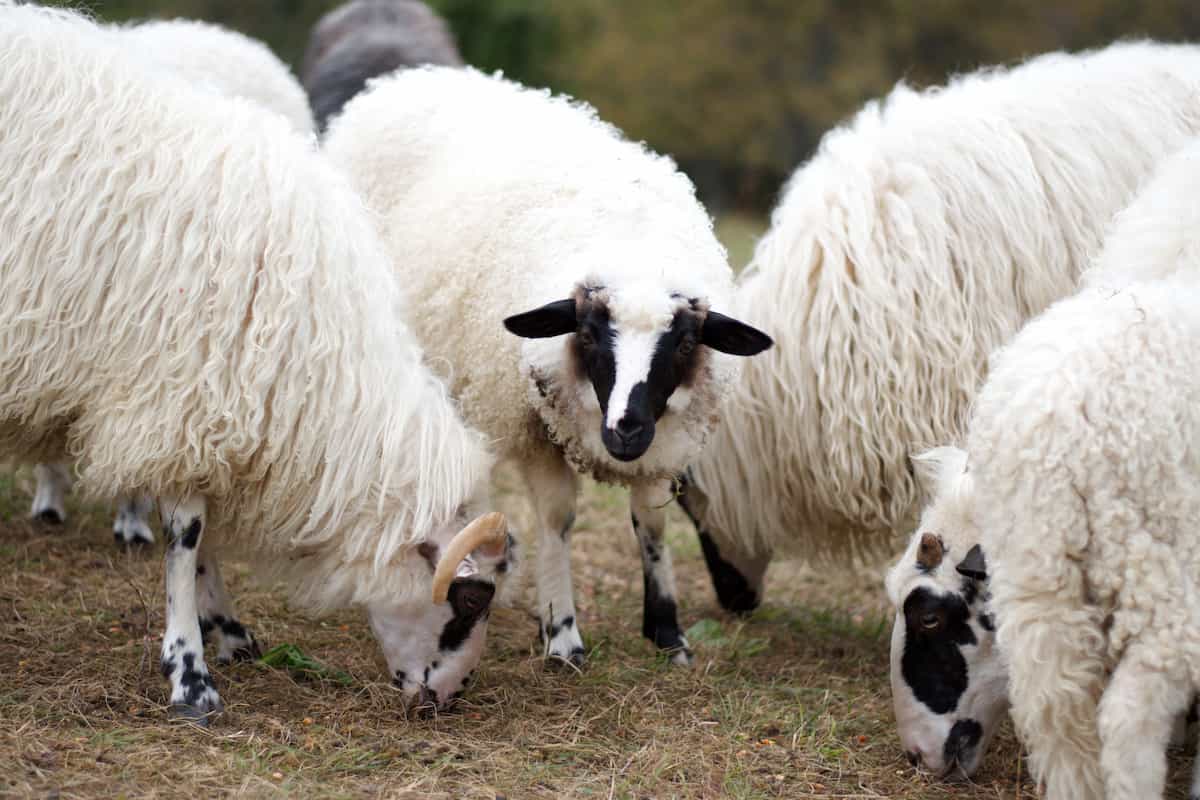 Sheep/Lamb Farming Success Story