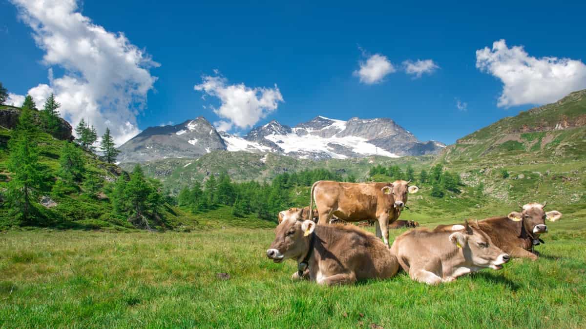 How to Start Brown Swiss Cow Farm in 10 Steps