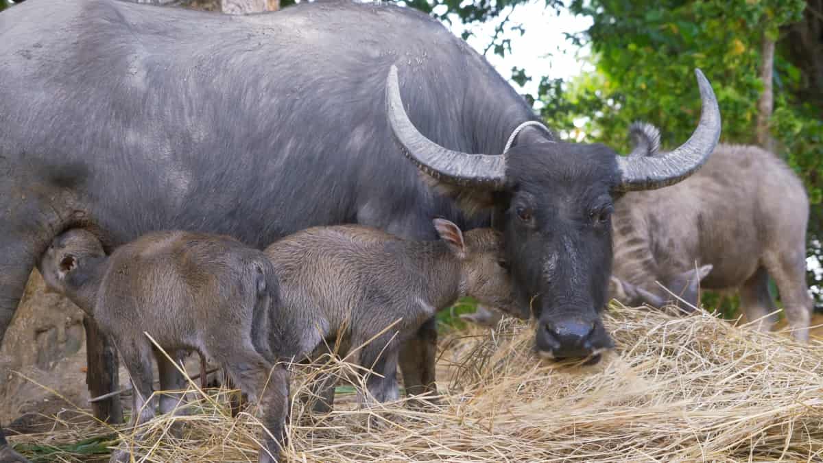 Dairy Buffalo Farming