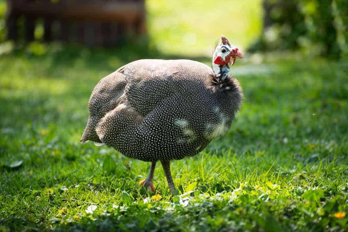 How to Start Guinea Fowl Farming in 10 Steps