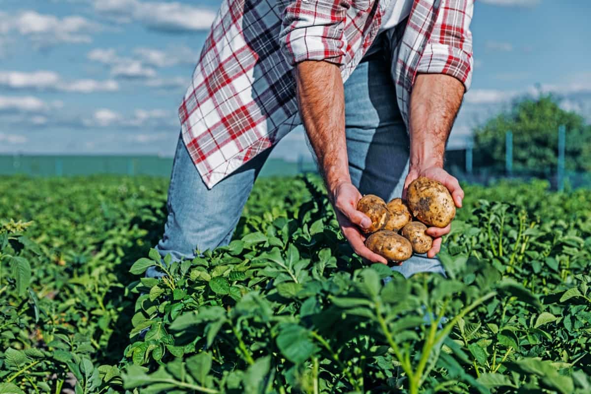 How to Start Potato Farming in the USA
