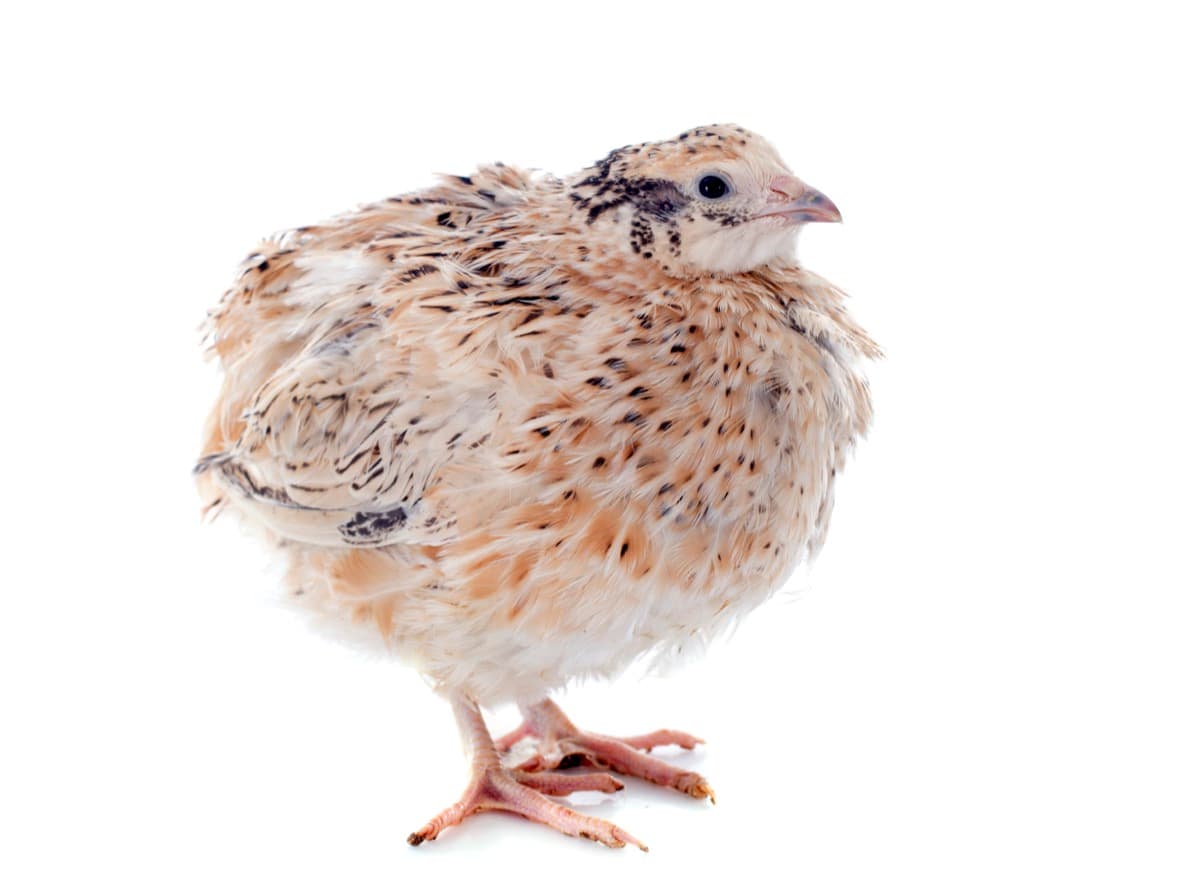 How to Start Quail Farming in 10 Steps
