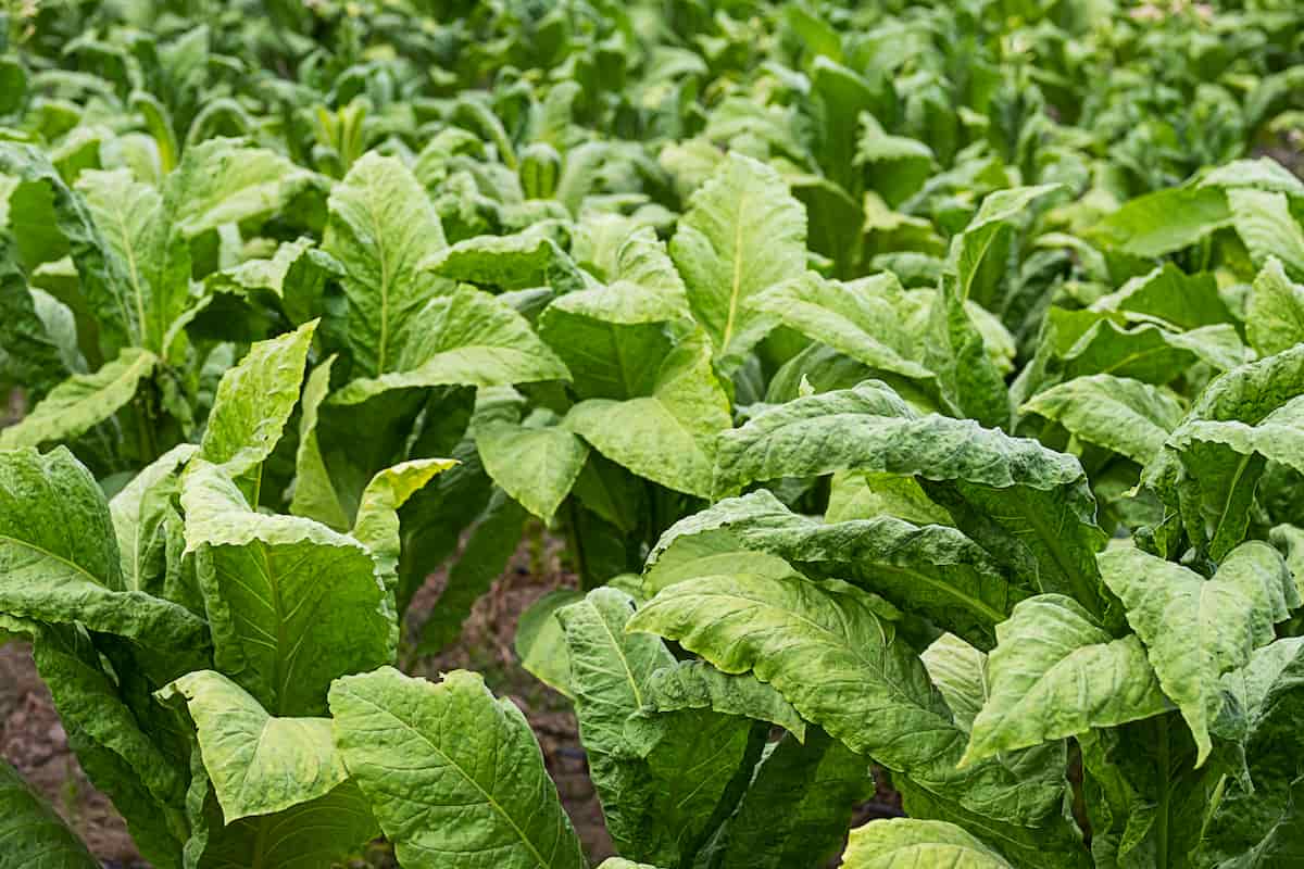 Tobacco Production Practices
