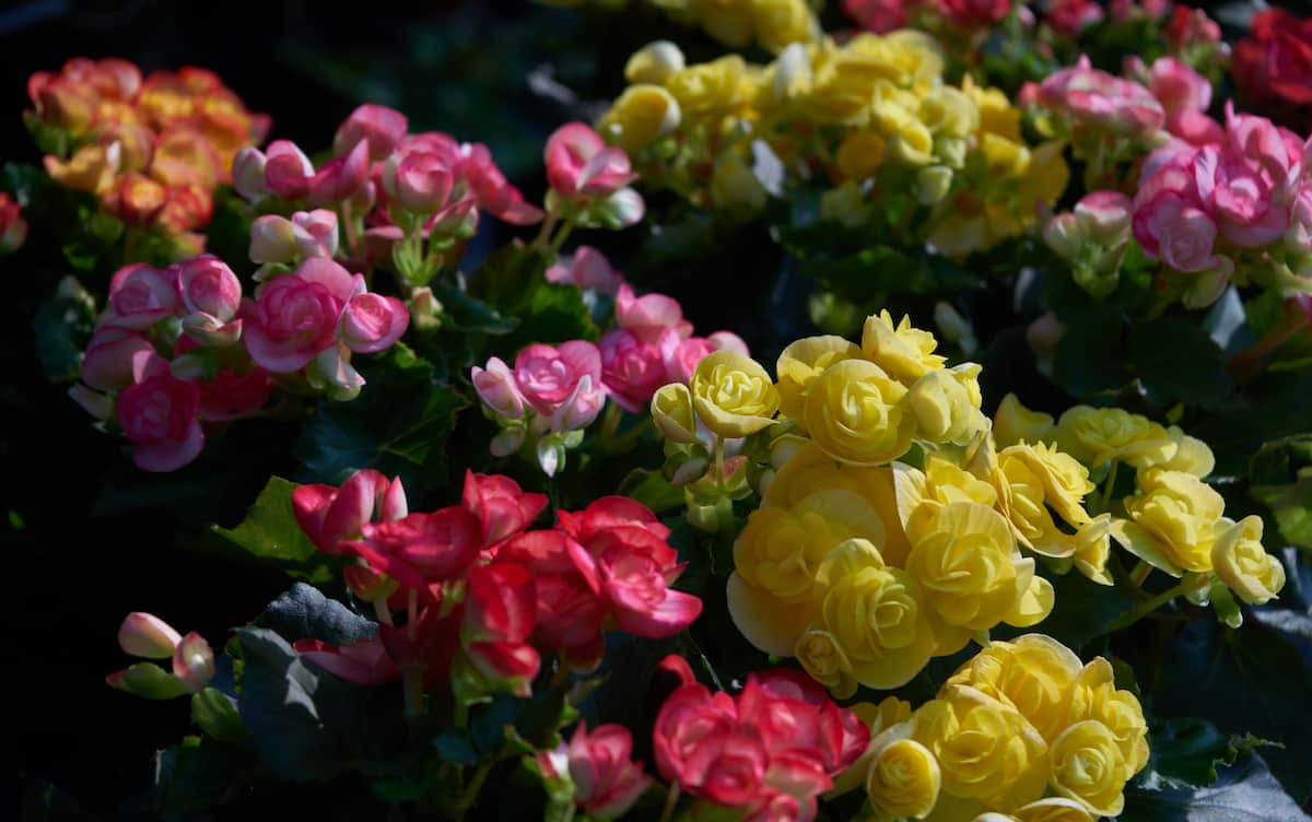 Top 10 Easy Shade Gardening Plants and Ideas: Begonia