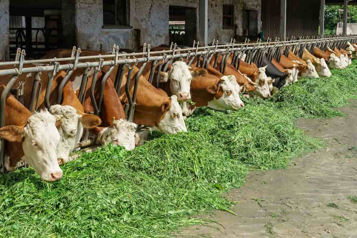 Cow Feeding Setup