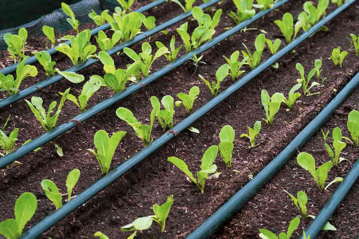Top 15 Benefits of Drip Irrigation in Horticulture
