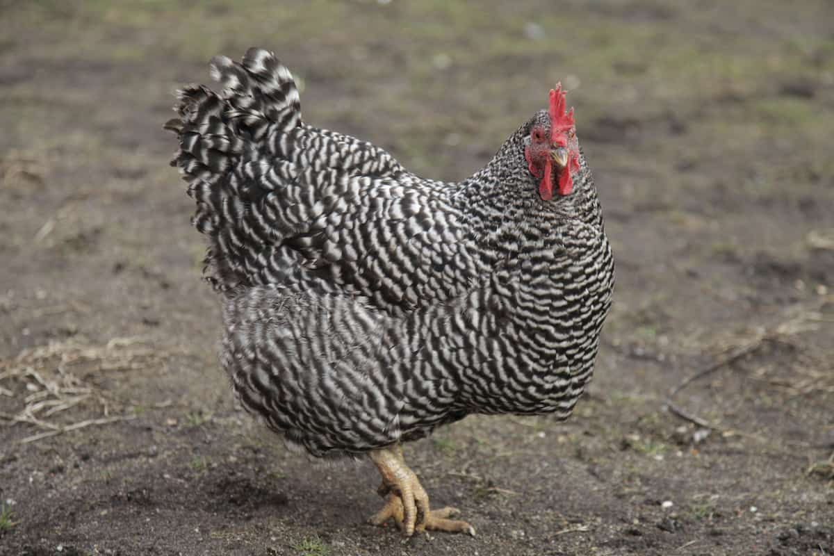 Ultimate Guide to Plymouth Rock Chicken Breed