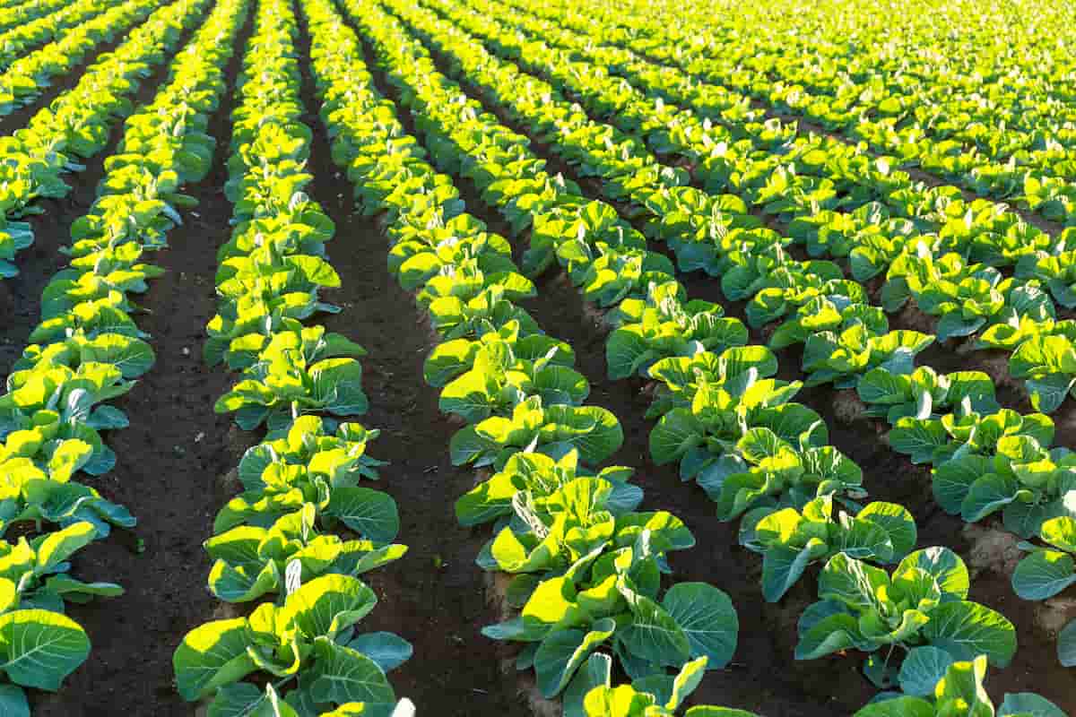 Starting Cabbage Farming Business in South Africa - Business Plan (PDF,  Word & Excel) - BizBolts