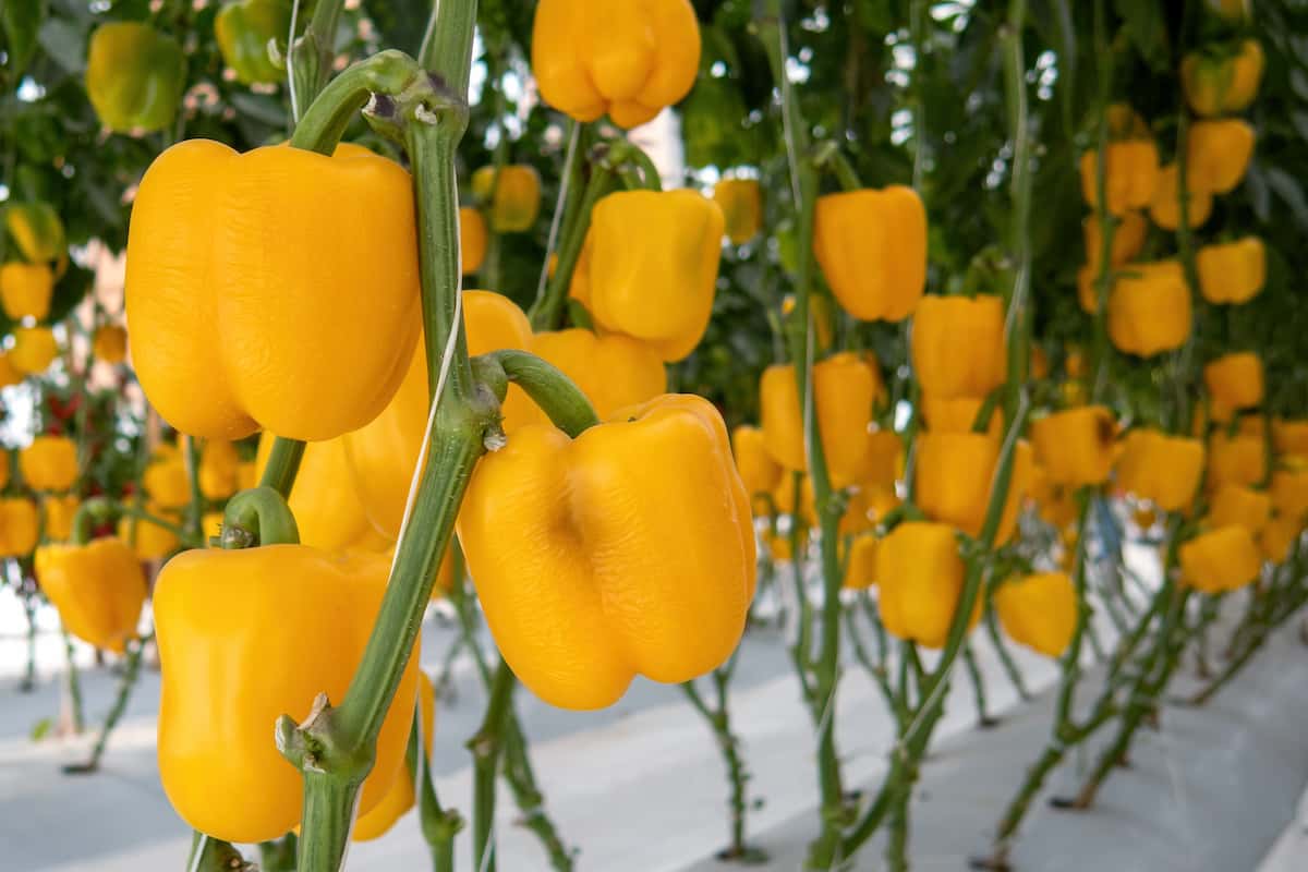 Yellow Capsicum/Bell Pepper Farming in Greenhouse/Polyhouse