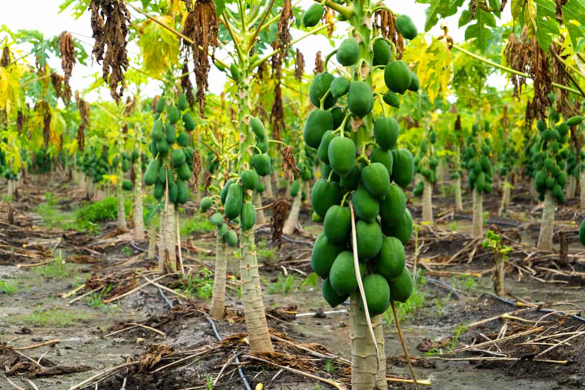1 Acre Papaya Cultivation Project Report