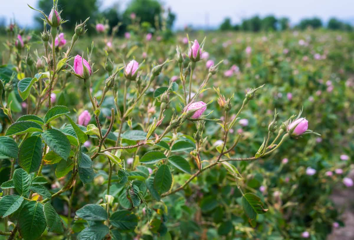1-Acre Rose Cultivation Project Report
