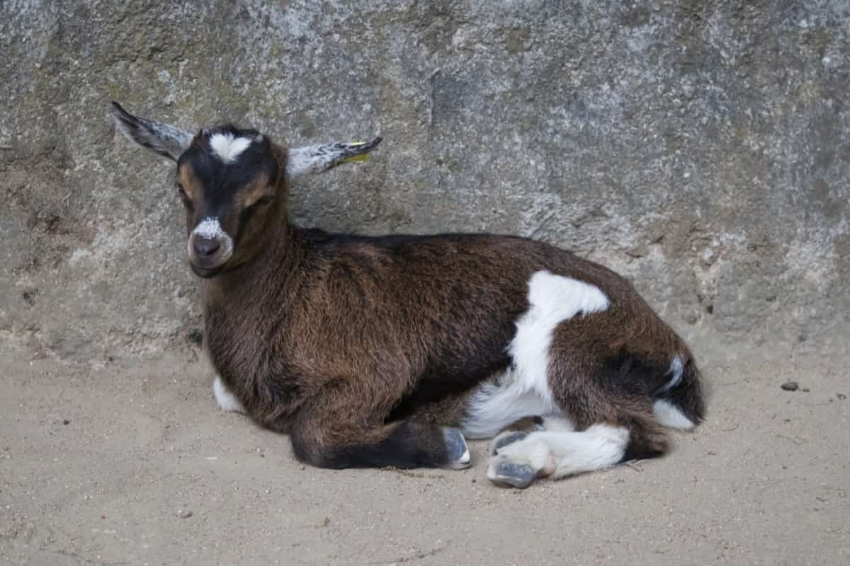 American Pygmy Goat Facts