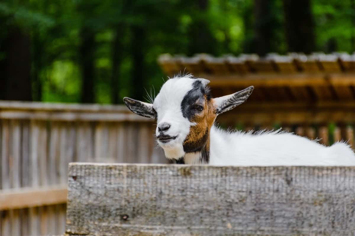American Pygmy Goat Facts Origin Physical Characteristics Pros And Cons