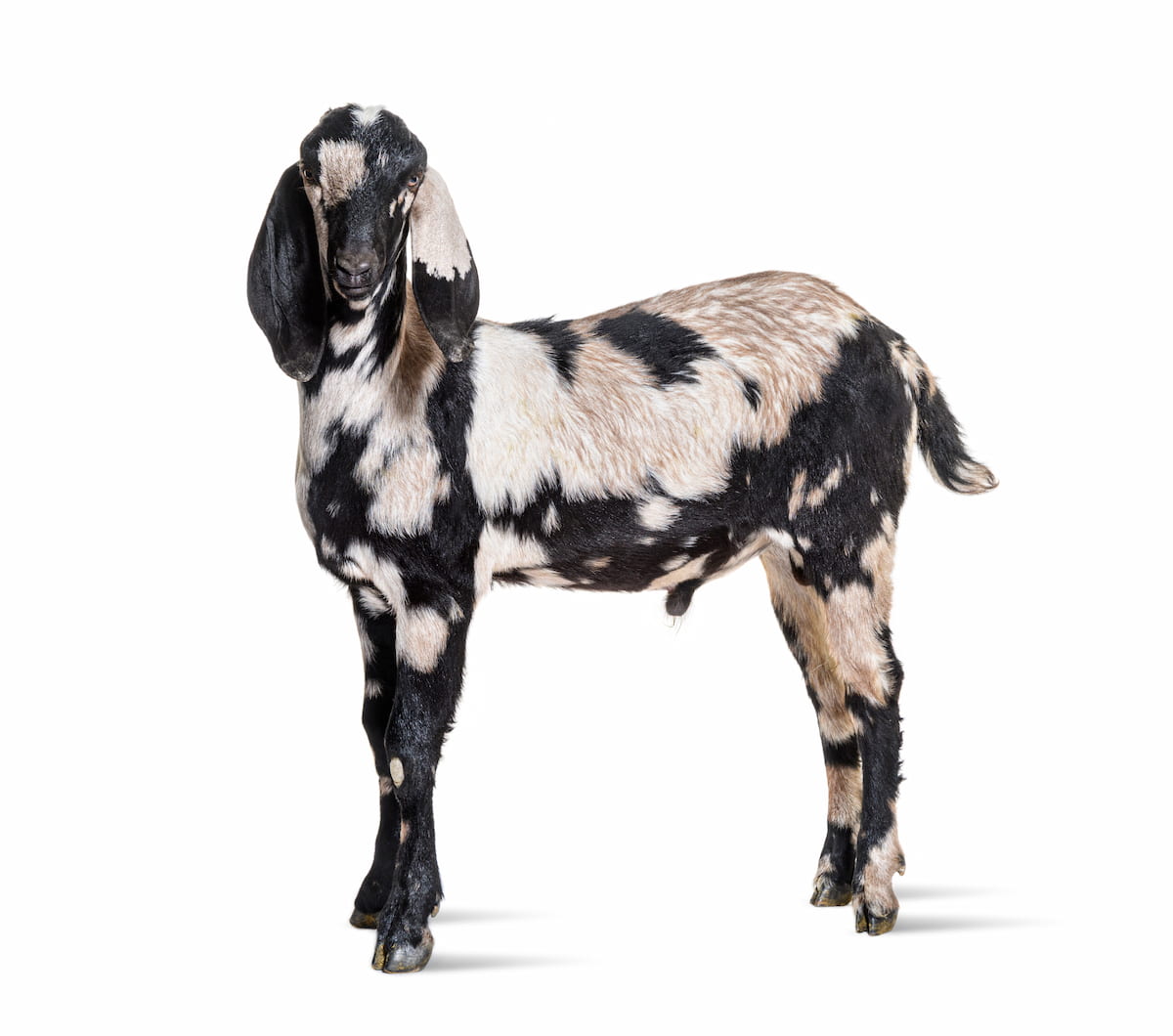 Anglo-Nubian Goat