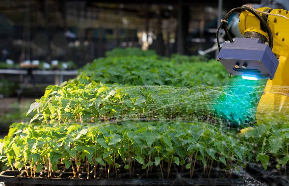 Robot Analyzing Seedlings