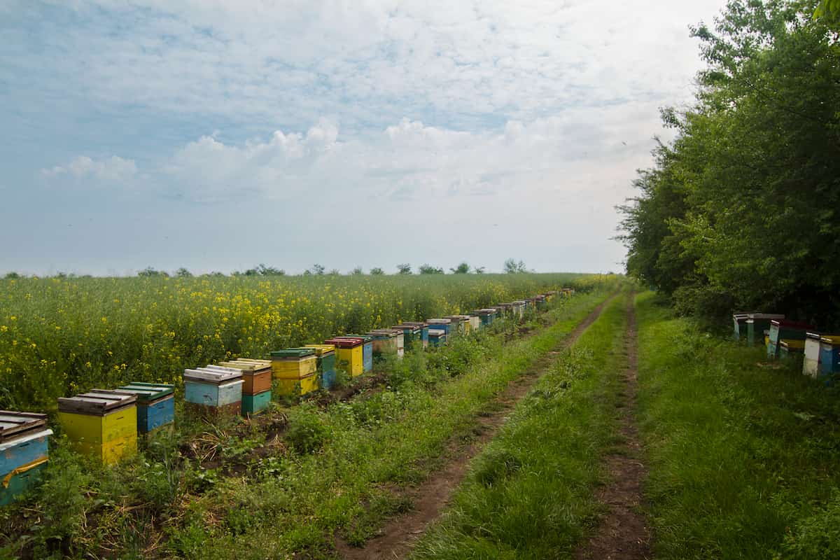 Row of Beehives in a Field
