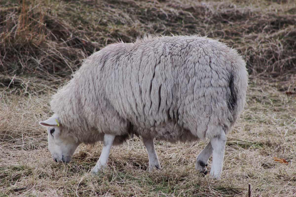 Cheviot Sheep Facts