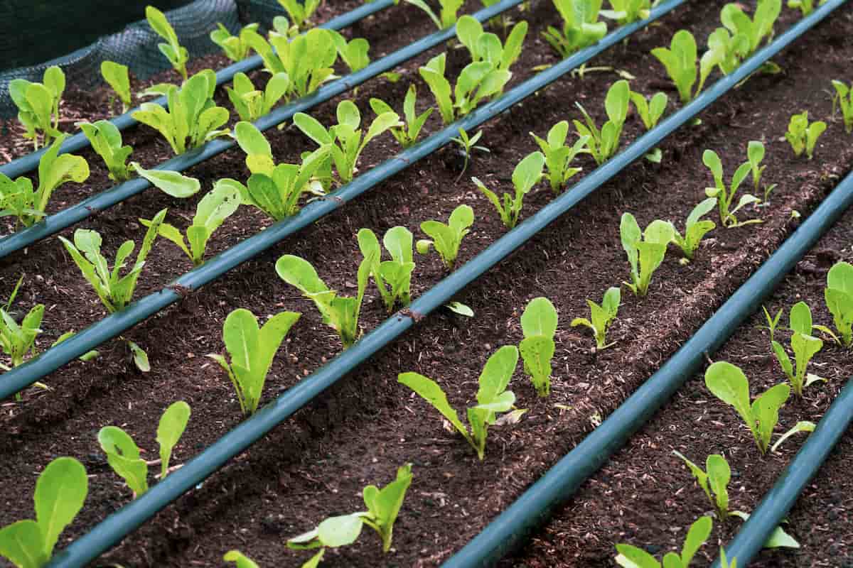 Drip Irrigation Installation for Vegetable Garden
