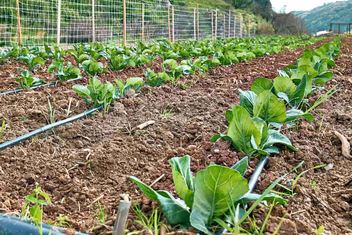 Lettuce Plants with Drip Irrigation