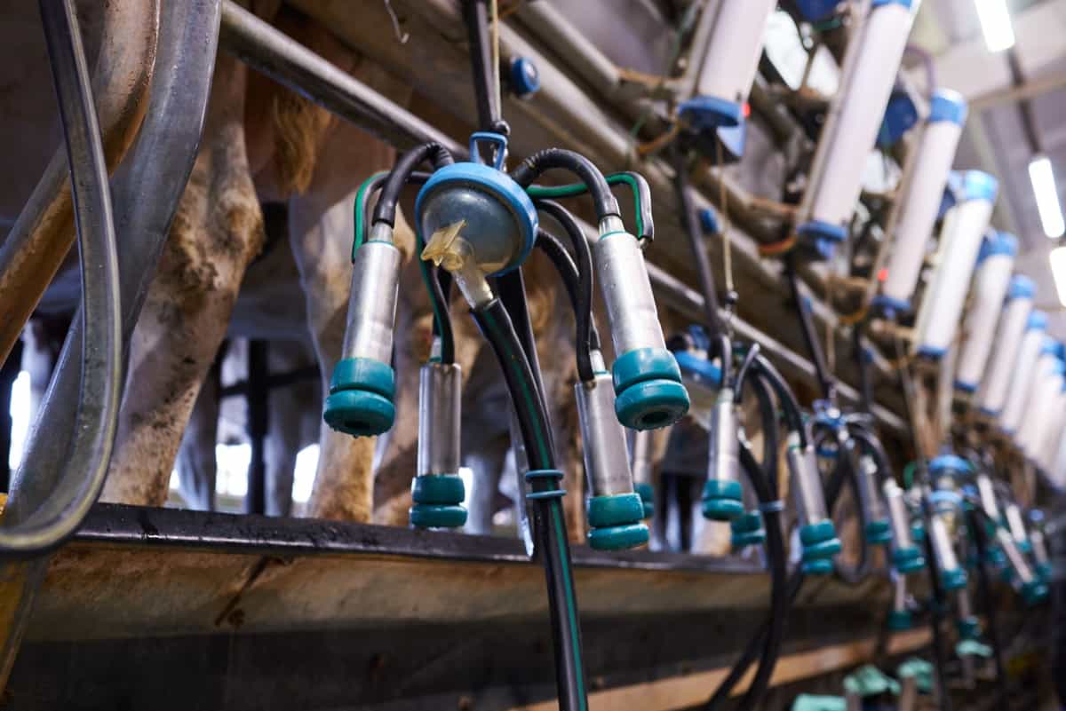 Equipment Needed for Dairy Farming