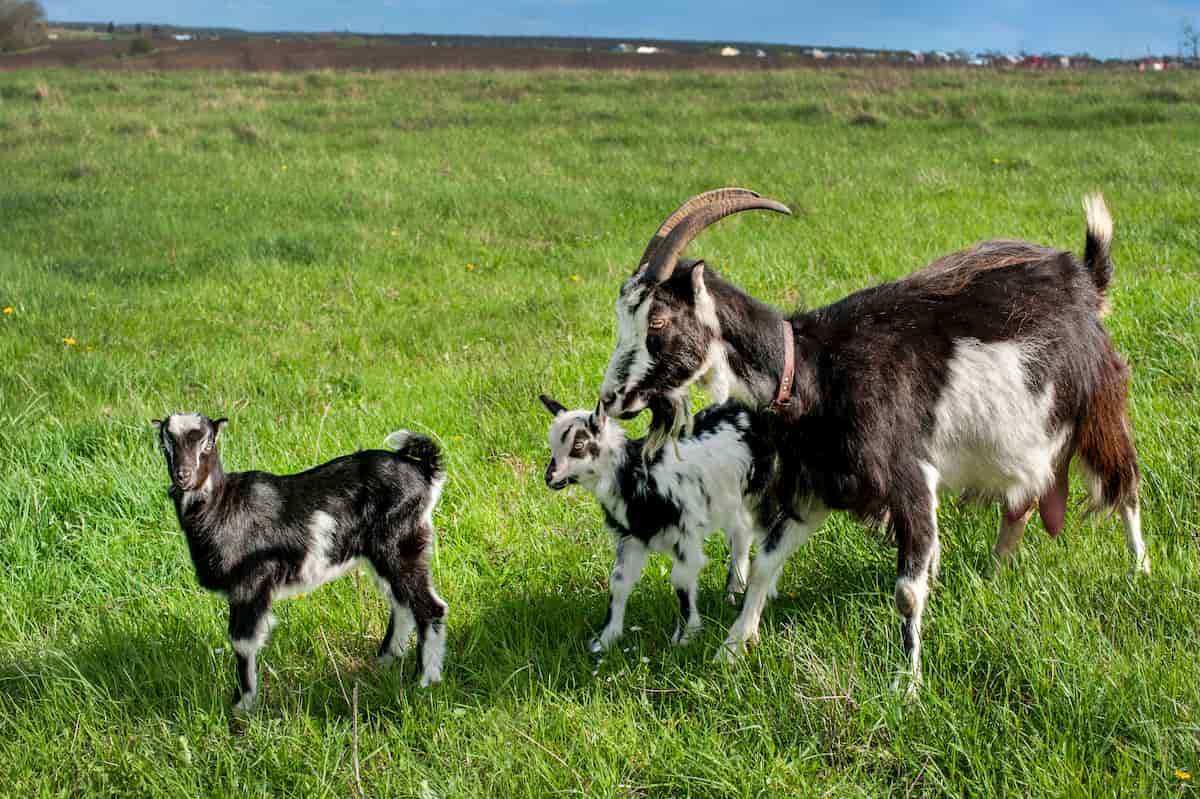 Goat Breeding