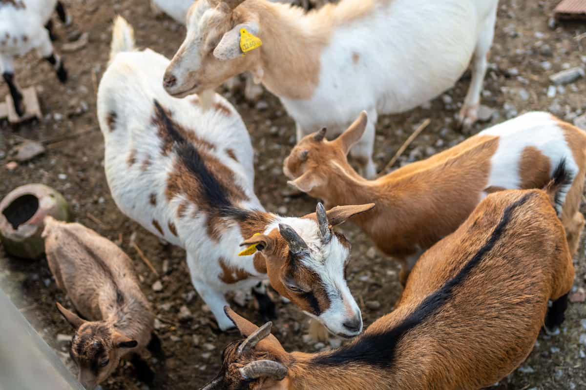 Goat Farm