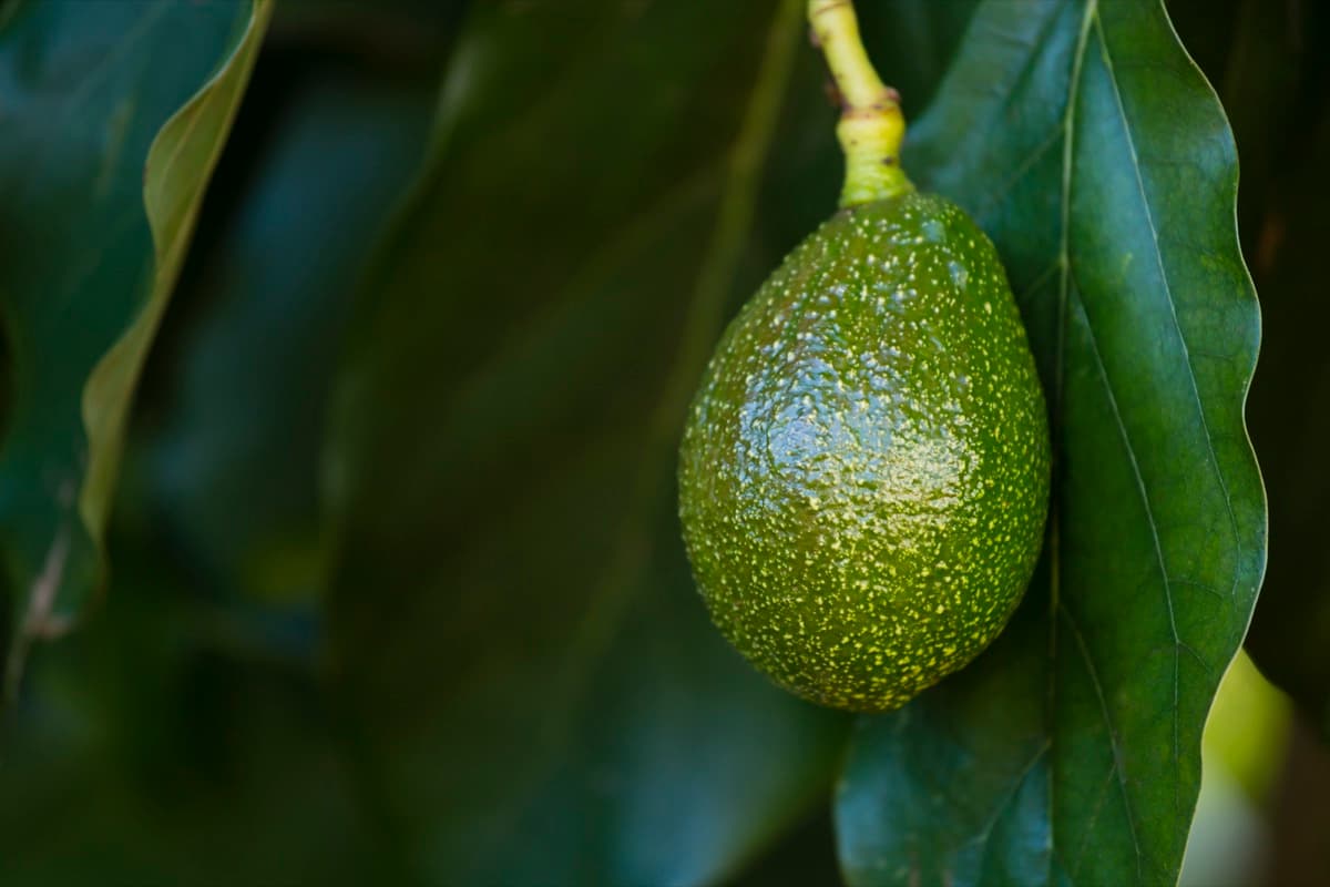 How to Grow Avocado in a Greenhouse