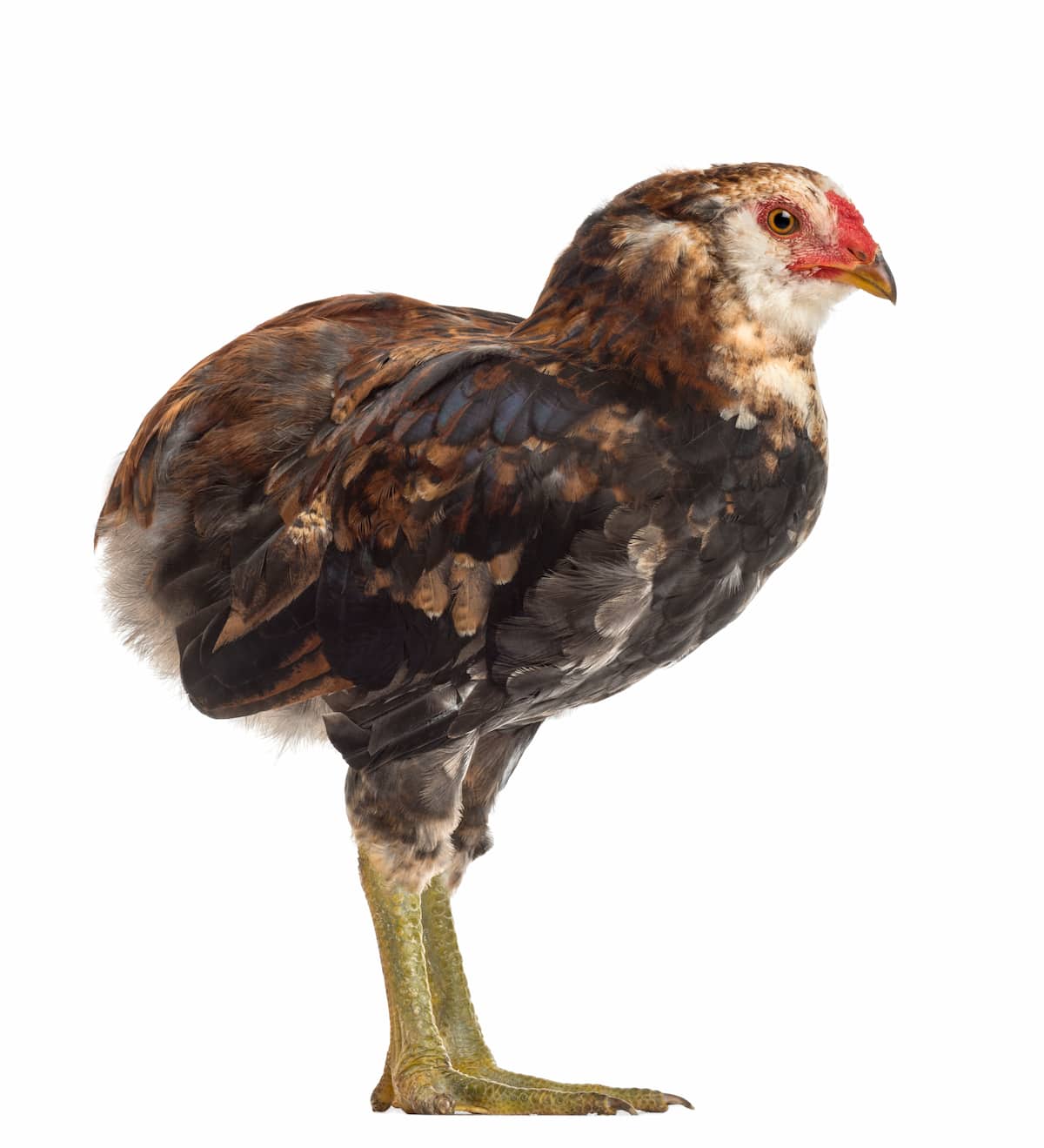 Guide to Araucana Chicken Breed